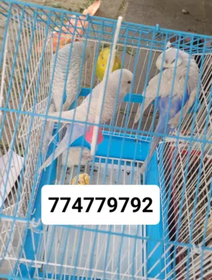 طيور زينة +عشاق +حمام