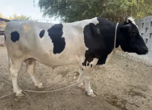 ثور هولندي مطعوم