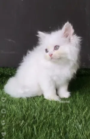 قط شيرازي "مون فيس" (مع كامل أغراضه)