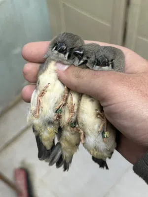 3 فراخ انقليش و فحلين مكس و جوزين شاركول