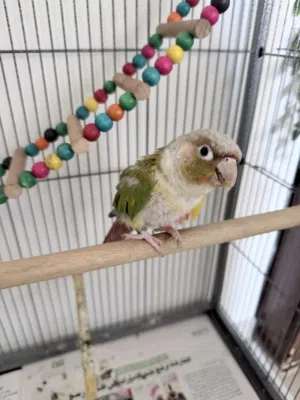 ببغاء كونيور أناناس أليف Pineapple Conure friendly