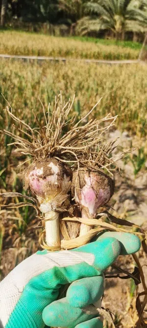 ثوم عماني للبيع