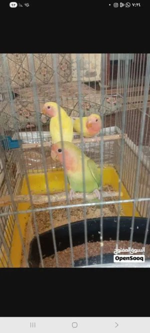 مطلوب كوم روز بسعر مناسب