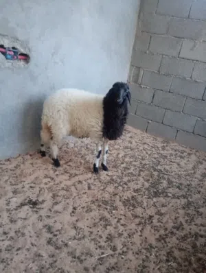 فطيمه للبيع العمر 8 شهور