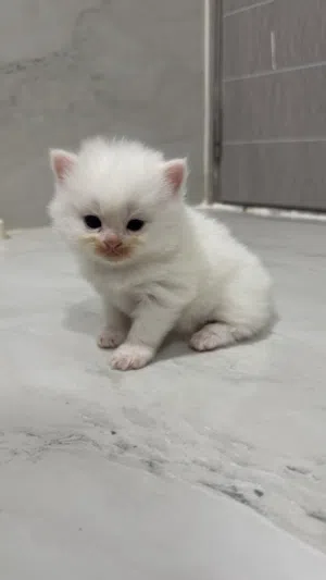 قطه اليفه صغيره