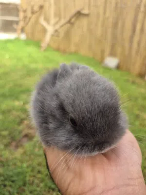 أرنب الهولندي القزم صغار