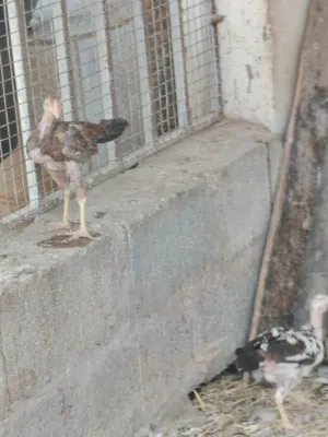 فروخ دجاج باكستاني