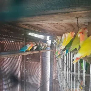 حضيره الروز