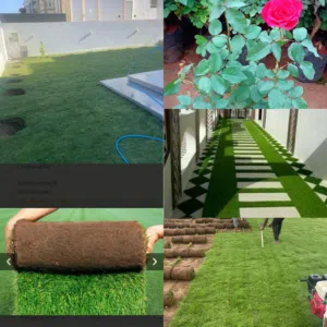 العشب الطبيعي الجوده العالية يتحمل الملوحه