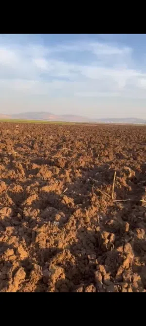 ابو اوس ربايعه