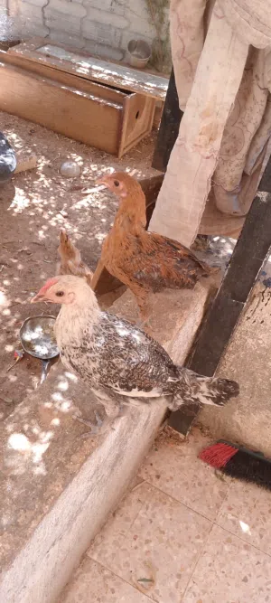 دجاج بلدي نظافة