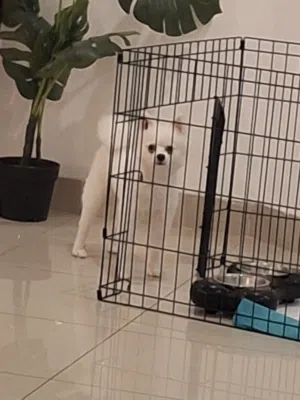 كلبه بوميرينيان للبيع