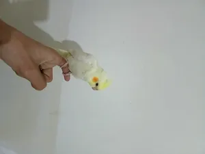 Birds1