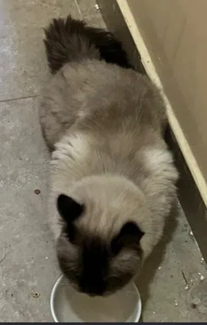 cat for adoption