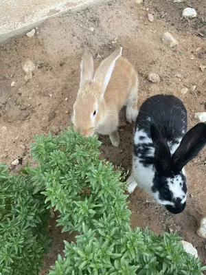 ‏أرانب‏1