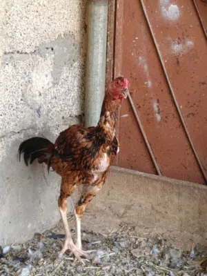 بيع ديك باكستاني شوف الوصف..........
