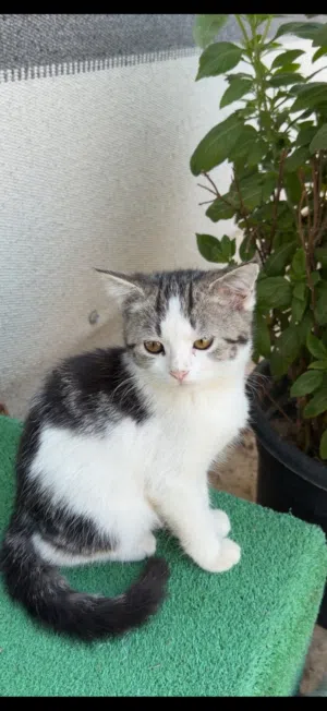 للتبني العاجل قطط العمر 5