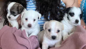 Havanese puppies