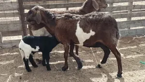 نعجتين هجين تبارك الله السن اول جمع وحده والده خروف والتانيه ضناها مبيوع