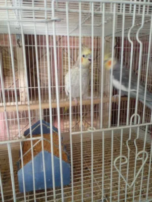 زوج كوكتيل مالات بيت للبيع ارخص من السوك نظاف ب45 وبيه مجال شويه لشراي