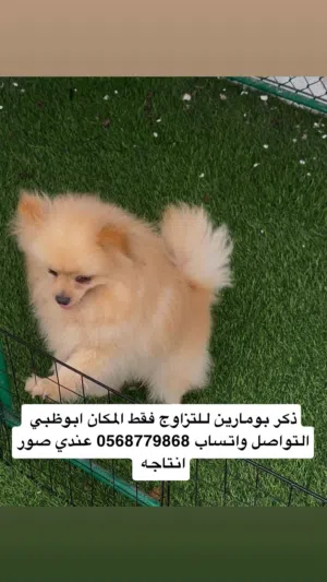 بومارين ذكور