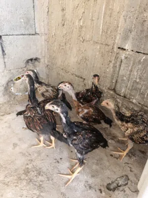 فروجات نفس ما واضح العمر شهرين ونص