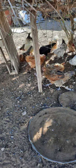 دجاج عربي تبارك الرحمن