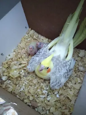 Birds2