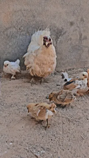 كوبية كيني تحتهم 5فلاليس