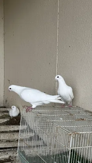للبيع حمام لاحم الابيض