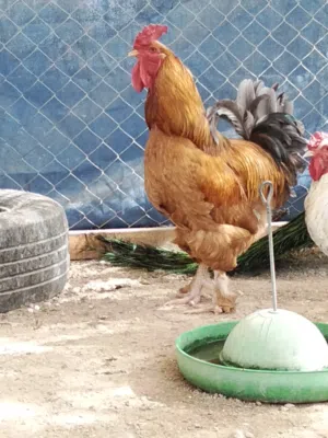 بسم الله مشاء الله للبيع بط ووز وروم و دجاج حبشى دجاج برهما