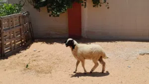 خروف وطني الله يبارك عمره ف5شهور سليم من العيوب..