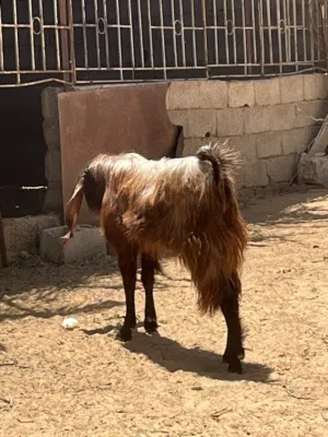 جدي كيف امبدل يضحي الله يبارك