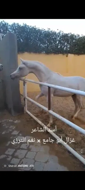 لعشاق اصايل الخيول العربية  مهر عربي بجميع الأوراق  نسب رائع