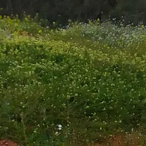 مزرعه ساحل الجبل الاخضر