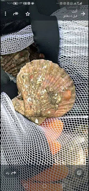 صدف المحار طازج بل طلب