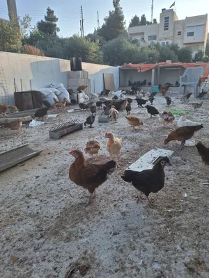 Chickens2