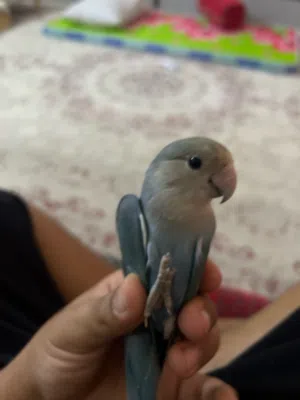 بغبغا انثى