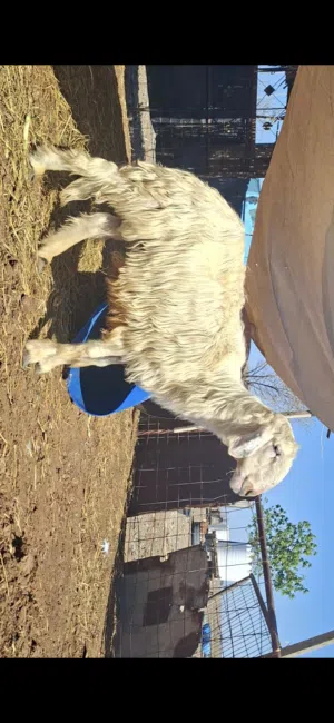 كبش نجدي فحل العمر تقريبا اقل عن 3 سنوات
