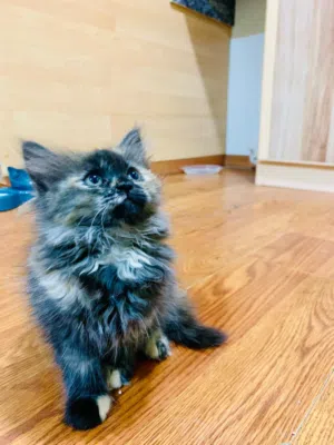 baby female  cat for sale