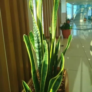 اعجاز 