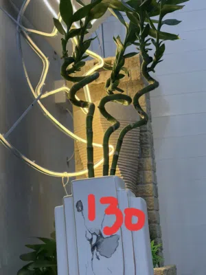 Indoor plant’s and items for sale in Alain