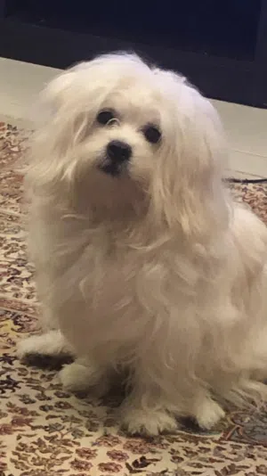 كلب مالتيز ذكر للبيع