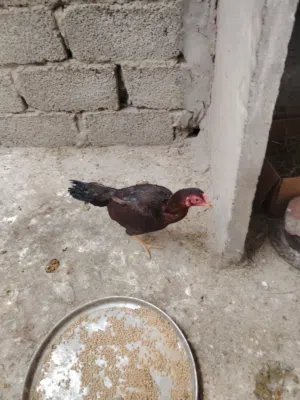 Pakistani chicken