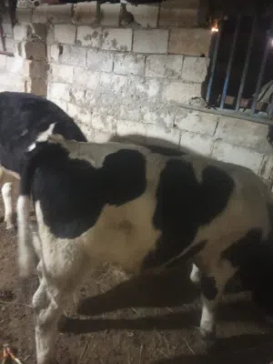عجل عمر 10شهر