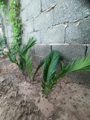 شجرة ملكية