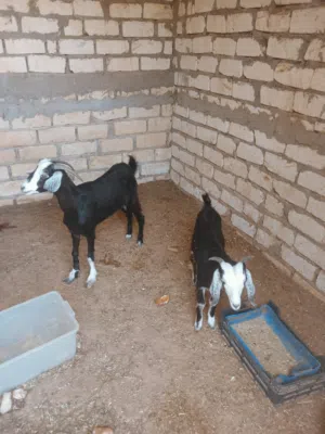 عنز عربية تنية تحتها جدي الله يبارك