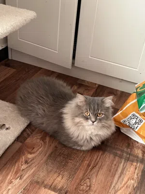 4 years old vaccine potty train cat