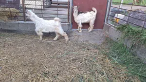 تيوس مخصايات لتربية 6 شهور تقريبا