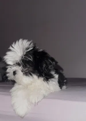 كلاب شيتزو جراوي